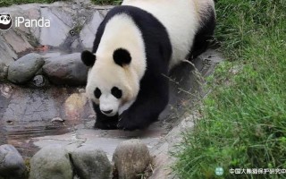 大熊猫走路是内八字吗