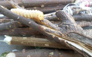 斗米虫的功效与作用