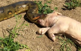 什么蛇可以吃大象