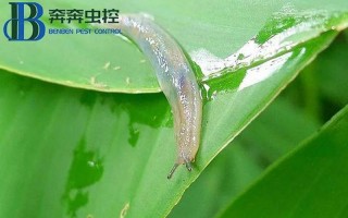 上门灭白蚁价格是多少