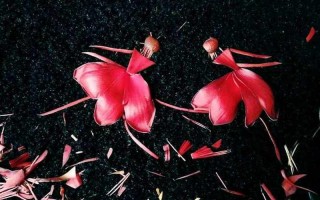 一朵花儿开就有一朵花儿败什么歌