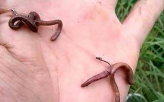 蚯蚓打结是什么意思