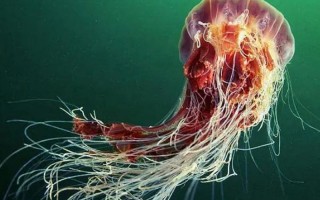 地球上更大的水母