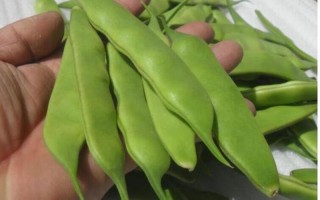 九月青豆角产自哪里