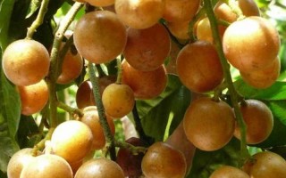 黄皮果的功效与作用上火还是降火