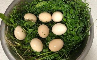 地菜煮鸡蛋的功效与作用