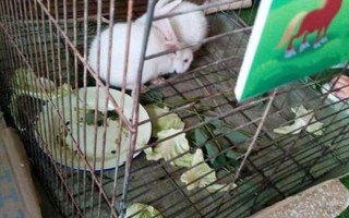 什么姿势可以吃到自己小兔子呢