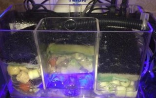 鱼缸的水浑浊怎么办怎么变清