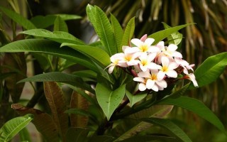 鸡蛋树图片大全大图