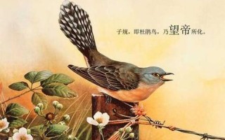 杨花落尽子规啼子规是什么鸟