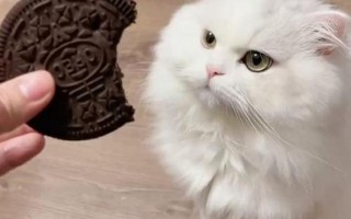 猫咪可以吃雪糕吗