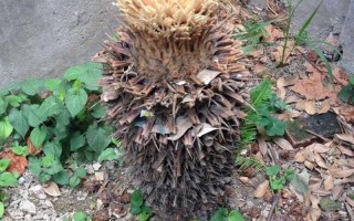 铁树本期开金花是什么生肖