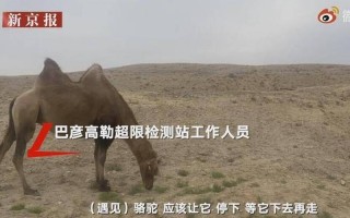 被撞骆驼主人发声