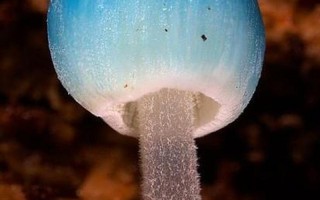 塔斯马尼亚岛的炫蓝蘑菇