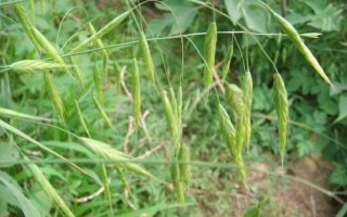 血钻野燕麦的功效与作用