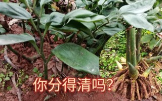 黄精好坏怎么区分