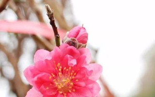 名花有主什么意思