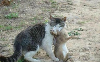 美国疫情最新消息枪毙