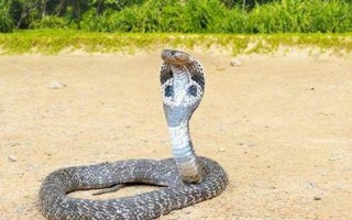 蛇王是几级保护动物