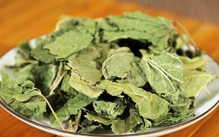 桑叶茶的功效与作用及禁忌