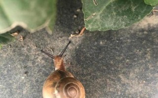雨后蜗牛为什么爬到水泥墙上