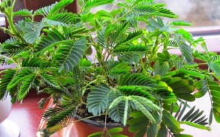 夜来香和含羞草哪个有毒