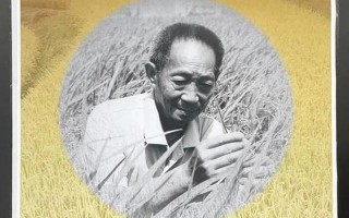 禾下乘凉下一句是什么