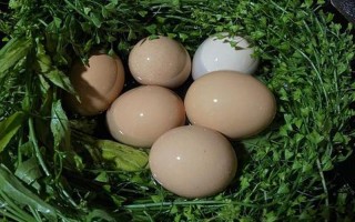 老荠菜煮鸡蛋的用途