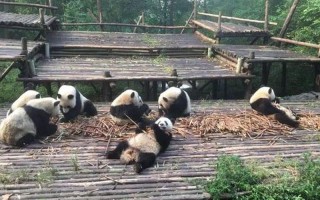 大熊猫栖息在哪里