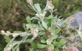 鼠曲草的食用 *** 