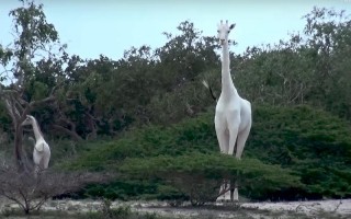 最后一只白色长颈鹿