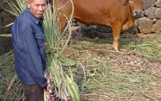 曹县为什么又穷又牛