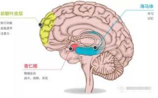 人体更大的器官是大脑还是皮肤