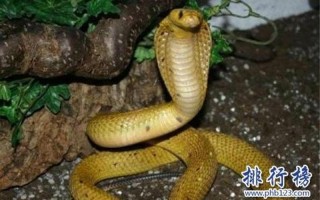 中国发现更大的蛇