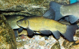 丁桂鱼的营养价值