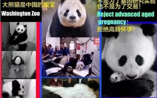 大熊猫死了美国赔偿多少