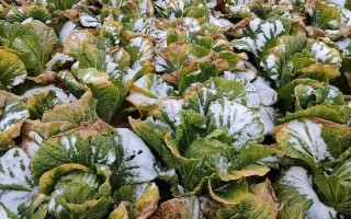 张家口霜冻来袭 农户损失惨重