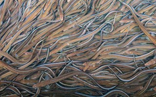 被称为软黄金的是什么鱼