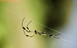 蜘蛛丝是从哪里吐出来的