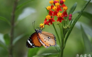 蝴蝶靠什么发现花蜜