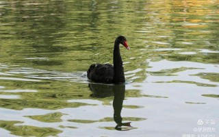 望穿秋水是什么动物