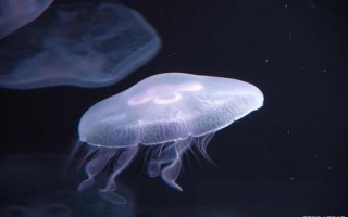 什么海洋动物没有心脏