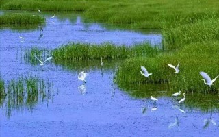 湿地又称为地球之