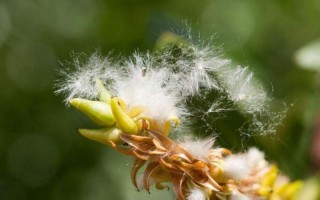 柳树怎么传播种子的 *** 