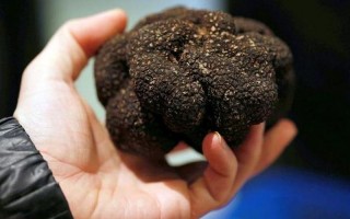 最昂贵的稿费打一成语