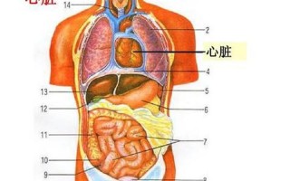 人体结构图五脏六腑肾的位置
