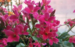 花又开了什么意思