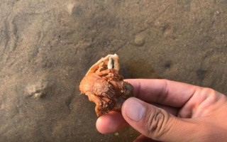 壳为什么不能捡