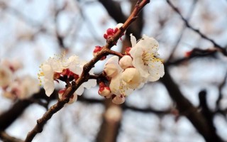 杏花春雨打一生肖