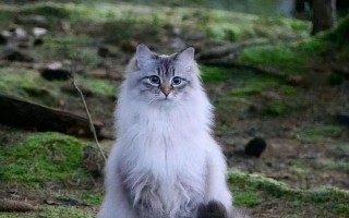 茶杯猫多少钱一只